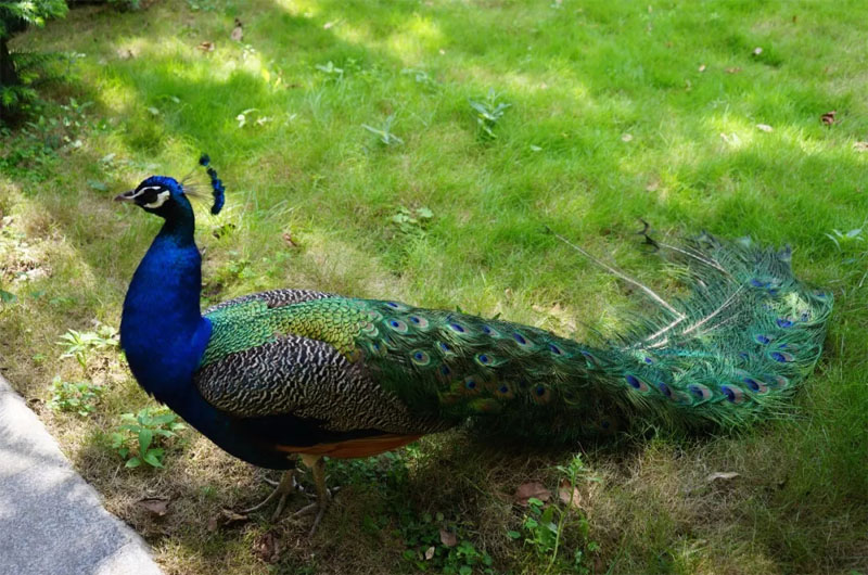 近距離接近鳥(niǎo)中仙子孔雀（夸我漂亮，我就開(kāi)屏給你看）