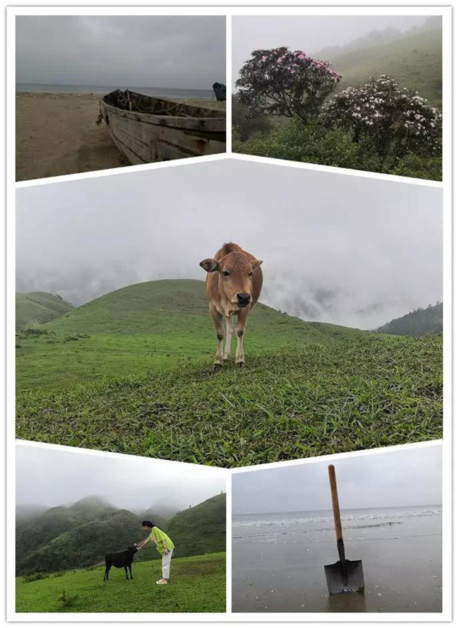 5月1日，陽西藍袍藍看海，陽春雞籠頂?shù)巧劫p高山杜鵑
