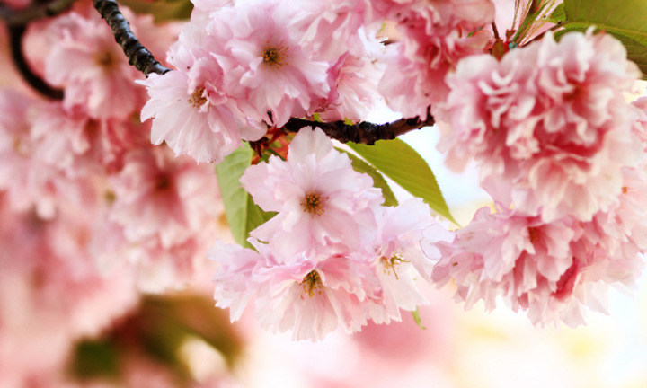 春暖花開時節(jié)，2021年博皓“鷹之家”學(xué)習(xí)組織班委換屆盛典