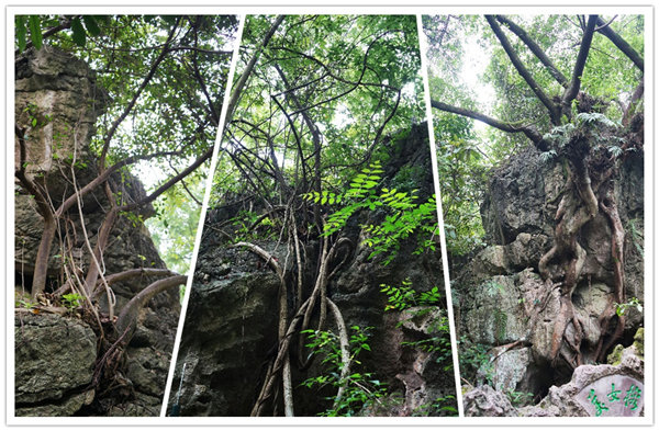 多彩貴州，魅力天下，2021年廣東博皓快樂貴州行-3