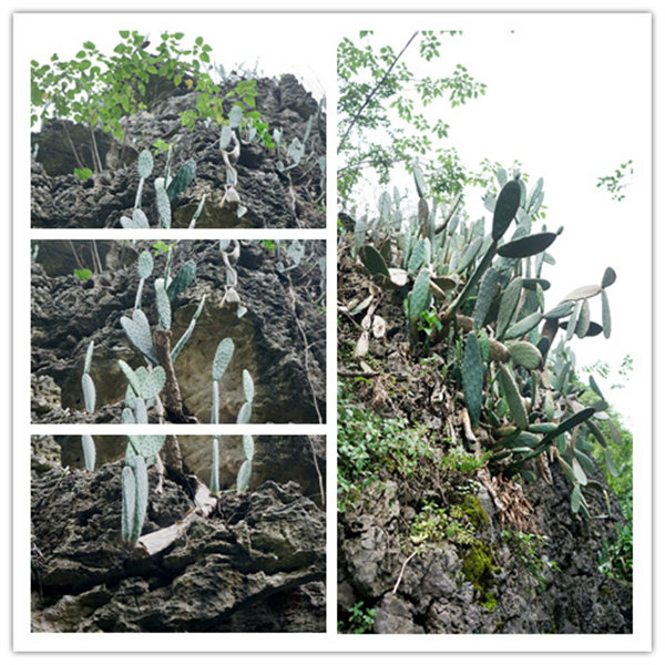 多彩貴州，魅力天下，2021年廣東博皓快樂貴州行-4