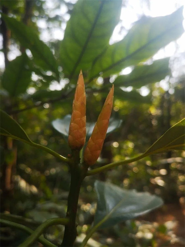 廣東博皓 博行天下丨虎年第一爬，挑戰(zhàn)從化老虎頭   -3