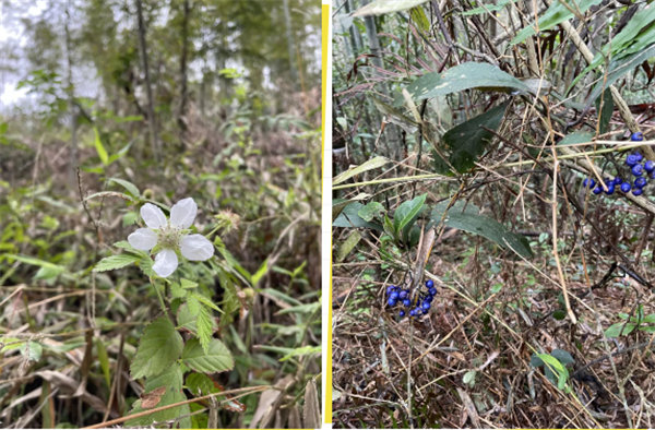 凝心聚力再出發(fā)，風雨同舟赴星溪！--廣東博皓2024龍年首登星溪之旅     -5